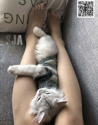 玫瑰在线电视剧免费观看_国产剧在线视频观看